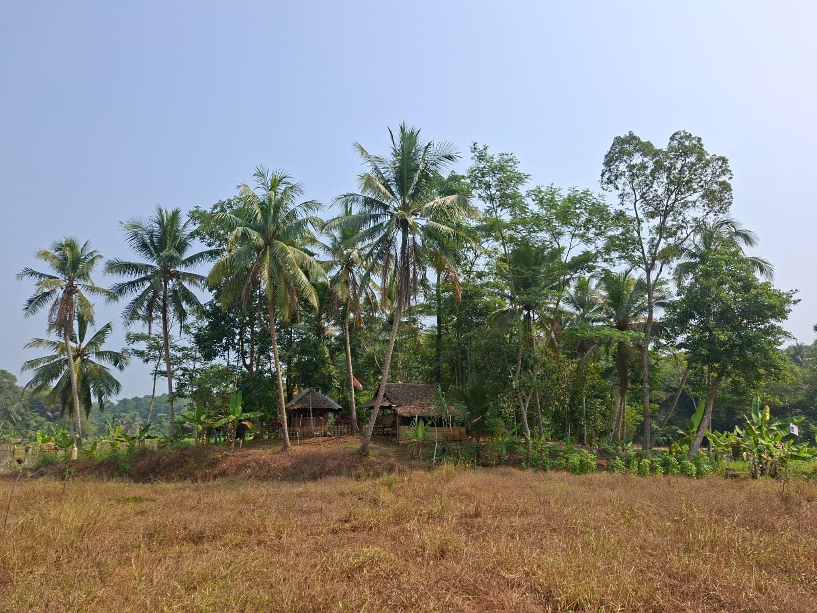 Lanskap Desa Tembong: kebun kelapa, saung bambu, dan hamparan ladang di bawah langit cerah.